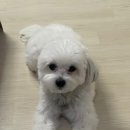 봄강아지 이미지