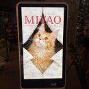 애정그루밍 | 수원 고양이카페 미야오 광교점 수원 데이트 광교 갈만한곳