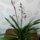 꽃보다 보세 이미지