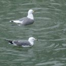 수영강변로 이미지