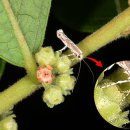 만두나무 이미지