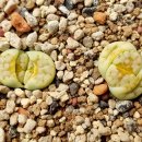 페파민트 - 수성구 지범로23길 19 | 페파민트