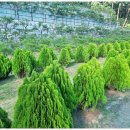 정식목장 이미지