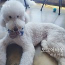 도그어바웃 이미지