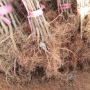 선진농장 이미지