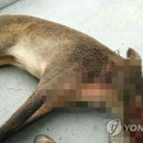 교동멧돼지
