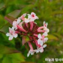 댕강댕강 이미지