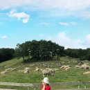 대관령목장 이미지