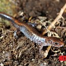 안정공원 이미지