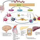 Re: 세마글루타마이드 GLP-1 receptor agonist as a modulator of innate immunity 2022 이미지