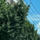 목화맨션아파트 이미지