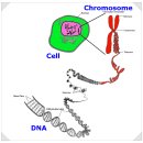 히스톤(HisTone) | 20250401 염색체 분석
