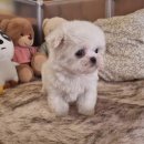 행복한강아지 | 부천 강아지분양후기, 건강하고 행복한 반려생활의 시작!