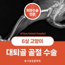 미추홀병원 | 미추홀구동물병원, 6살 고양이 대퇴골 골절 수술 후기