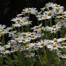 구절초로 이미지