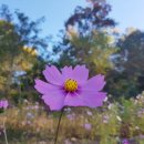 유명산자연휴양림 이미지