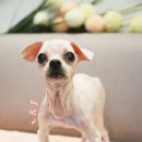 애견미용실 바비펫 이미지