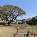 토산초등학교 | 제주도 IB교육 초등학교 다녀온 후기