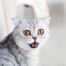 신현동물병원 네이버블로그