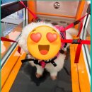 위드왈왈 이미지