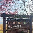 지도 왕벚나무길 이미지