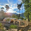 마로니에 이미지