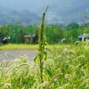 가는털비름 Amaranthus patulus Bertol. 이미지