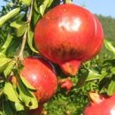 갈뫼농장 이미지