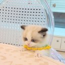 왕발고양이 이미지