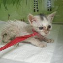 로엘동물병원 이미지