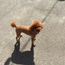 놀러갈개 이미지