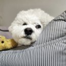 평안세탁 | 강아지뒷자리카시트 추천 펫브랜디 사용 후기