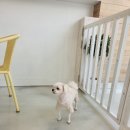 펫살롱 토비몰리 이미지