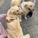 사랑할 개 | 이천 사랑할개 방문 후기 | 대형견목욕 대형견출장목욕 추천!