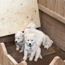 찬용농장 | 17개월 아기와 나들이 : 일산 찬우물 체험 아기 동물농장