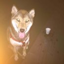 멍멍깍까 이미지