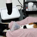 고양이미용실 나른하냥 이미지