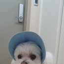 강아지 산책 모자 자외선 차단 썬캡, 도그아이 멜로우디 콜레트 멍멍 제품 비교해 봤어요