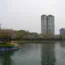 도심 속에 자리한 그림 같은 호수, 석촌호수 봄꽃 나들이 (송파나루공원, 삼전도비) 이미지