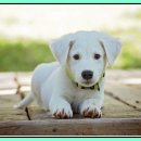 영기축산 이미지