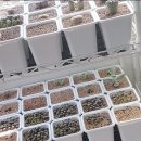 홈마트 | # 반려 식물 _ 원종동 원종 중앙 재래 시장 아울렛 홈 마트 리톱스 구매 후기 일지 기록
