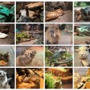 신비한동물원 | 🐾 [내돈내산]가족과 함께 신비한 동물 친구들을 만나러! 신비동물원 방문 후기 🦒✨