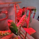 주식회사 리프패럿 | [앵무새 용품] 버드펠리스 적외선 램프 사용후기