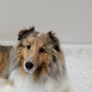 다나바이오 | BV매직펫 다나에센스 체험 후기 🩷