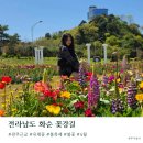 나드리노인복지관 | 전라남도 화순 꽃강길 2026년 4월 화순 봄꽃축제