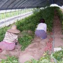 다올농장 이미지