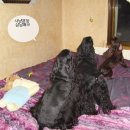 노라보까 이미지