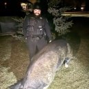 거구돼지 이미지