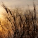 하늘공원 이미지