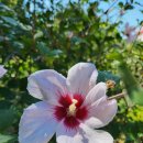 강원도립화목원 | 📢 다녀왔어유 : 춘천 강원도립화목원 가족 나들이 후기